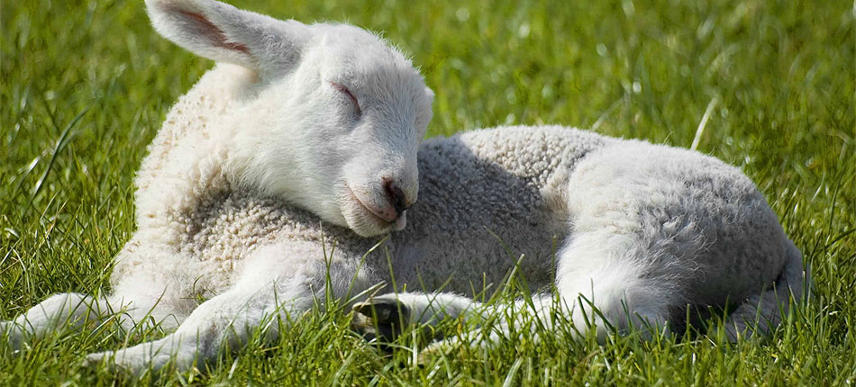 Ferme Nicolas JP : elevage ovins dans la vallée du Champsaur