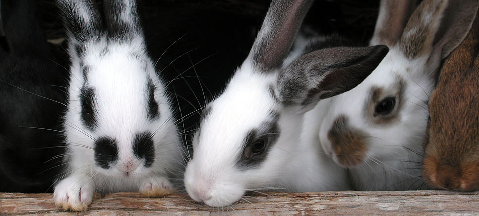 Séjour en gite à la ferme au contact des animaux