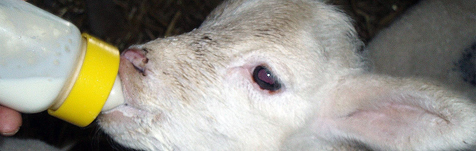 Production de viande ovine Label Rouge Agneux de Sisteron
