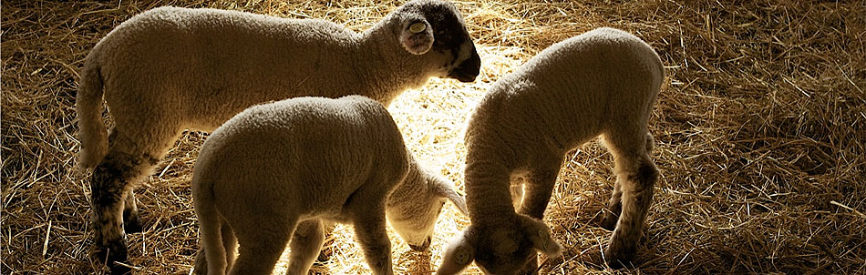 Séjour en gite à la ferme dans les hautes-alpes