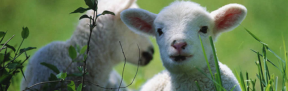 Contact avec les animaux de la ferme